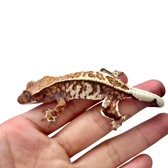 카푸치노 화이트 트라이