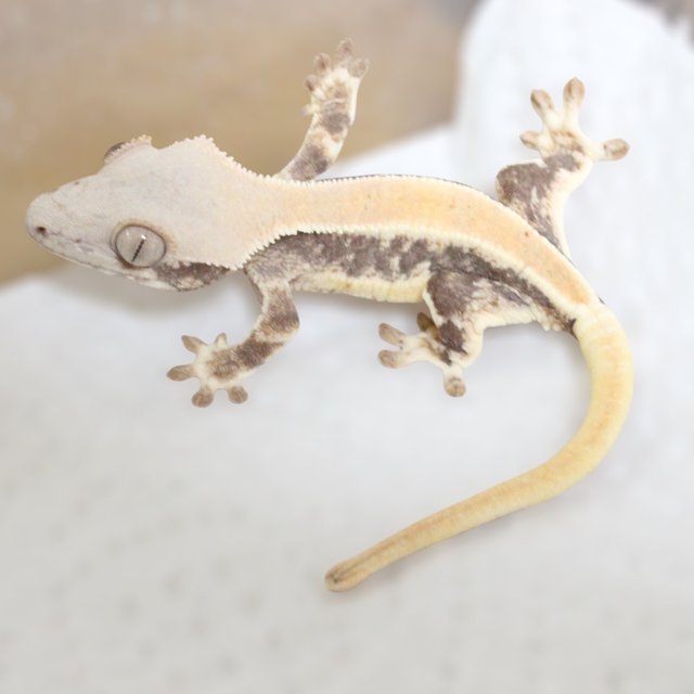 릴리화이트 솔리드백