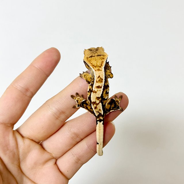 트라이 화이트스팟