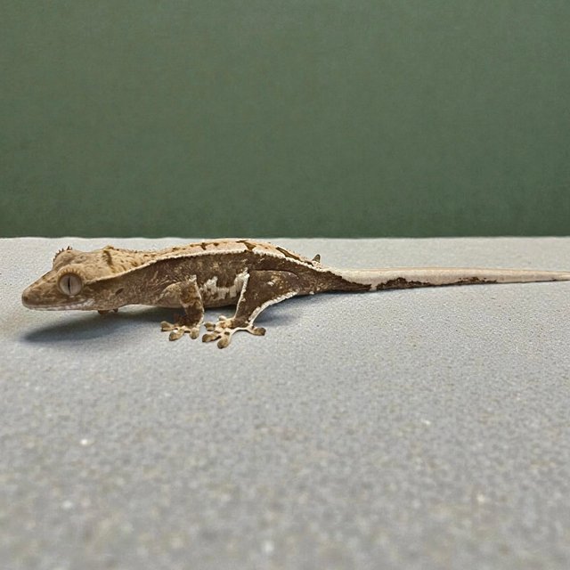 100%헷아잔틱 릴리100%헷아잔틱