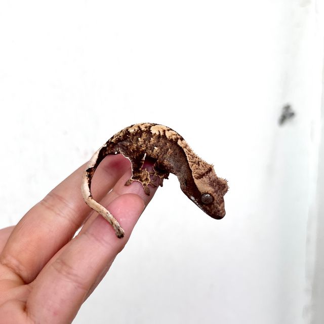 100%헷아잔틱 노멀 다크