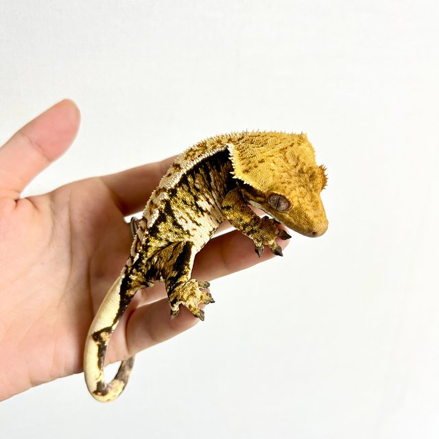 트라이 익스트림할리퀸 화이트스팟 화이트포트홀