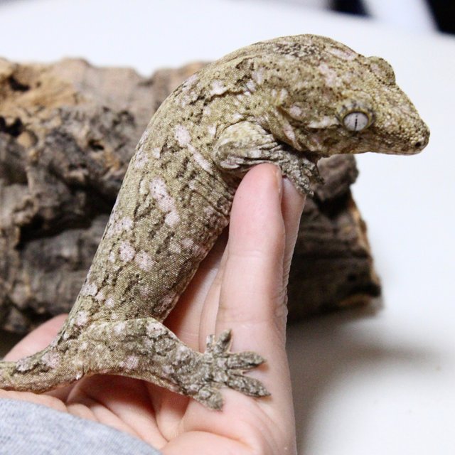 하이 컬러 파인아일랜드 노멀