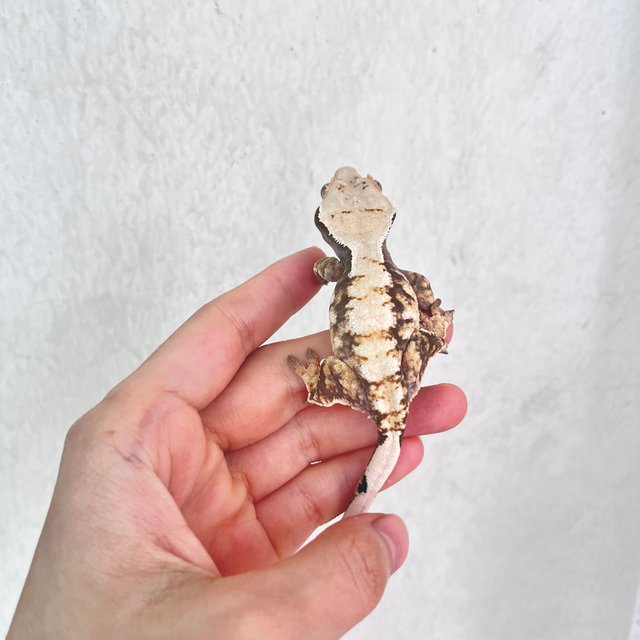 트라이 화이트스팟 옐로우