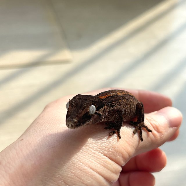 노멀 스트라이프