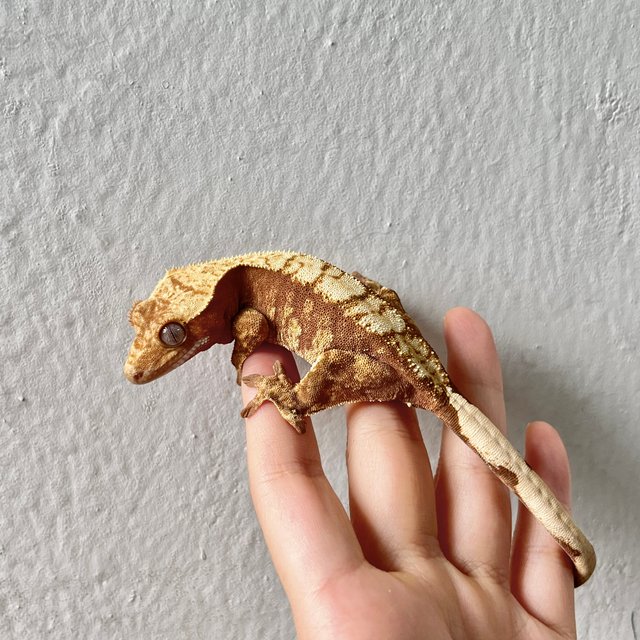 100%헷아잔틱 레드 익스트림할리퀸