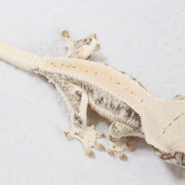 릴리화이트 드리피 풀핀