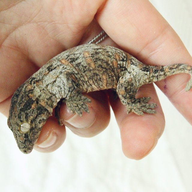 누아미 리핀리치스 브로쓰