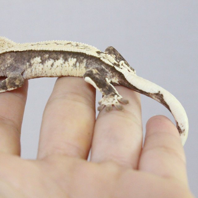 노멀 크림 쿼드