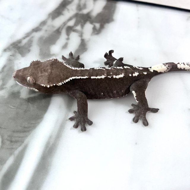아잔틱 화이트핀