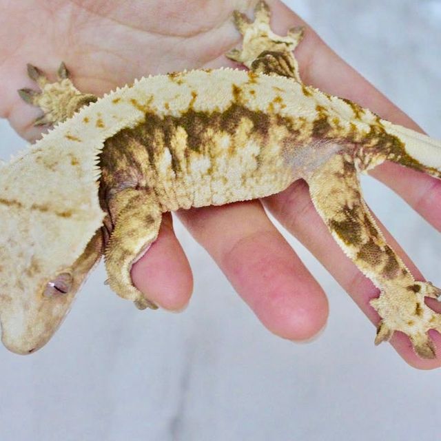 트라이 화이트스팟