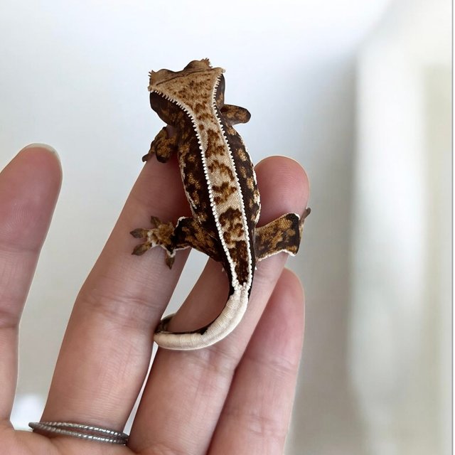 트라이 화이트포트홀