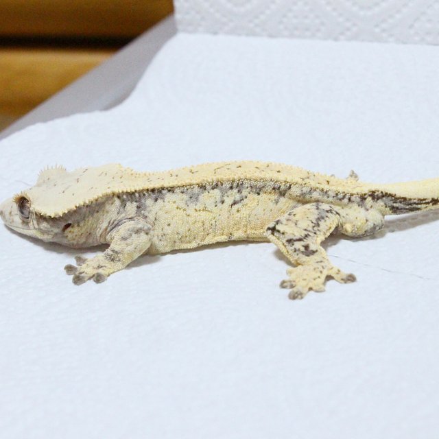 화이트스팟 노멀 크림 드리피