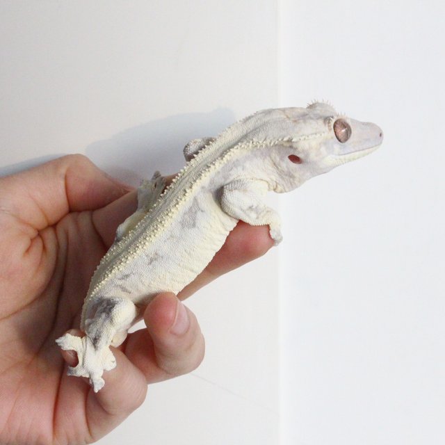 릴리 세이블 엑조틱 세이블 솔리드백