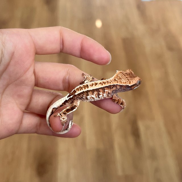 카푸치노 텐저린 화이트스팟