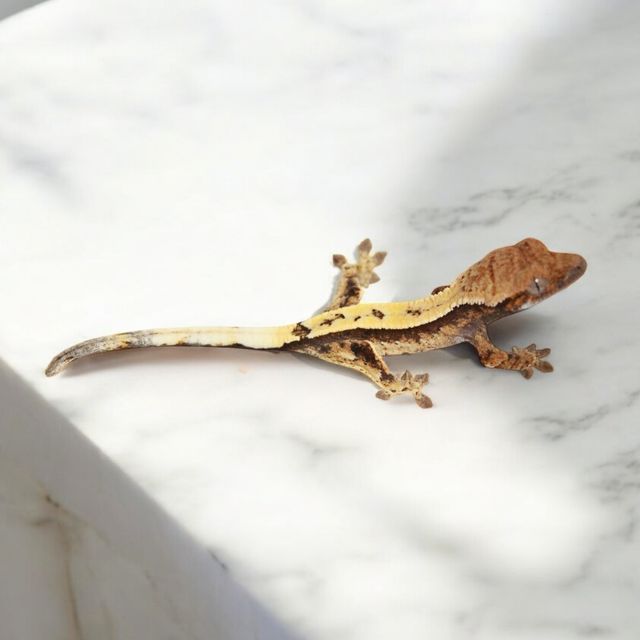 세이블