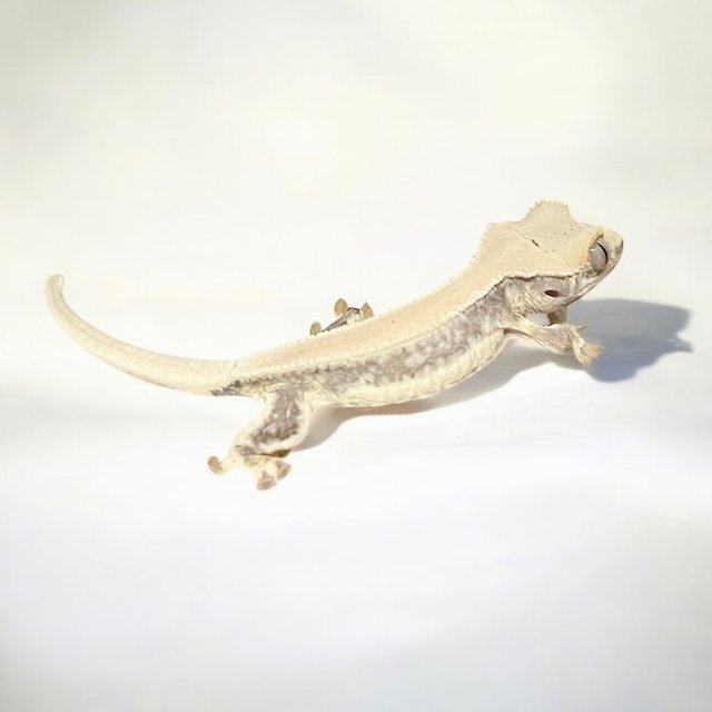 릴리화이트 솔리드백