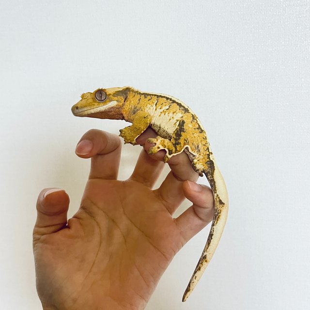 트라이 옐로우 화이트 익스트림할리퀸