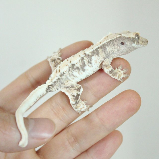 릴리100%헷아잔틱