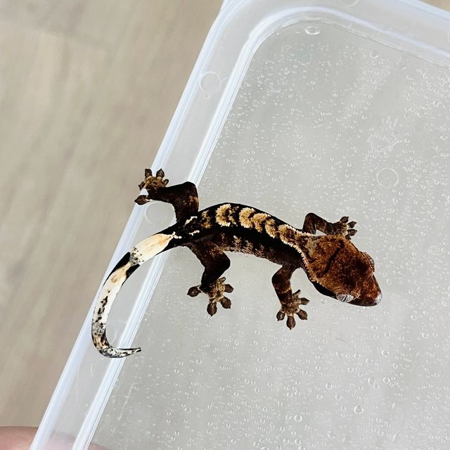 다크 할리퀸