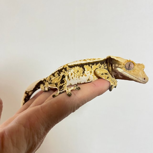 트라이 옐로우 화이트 익스트림할리퀸