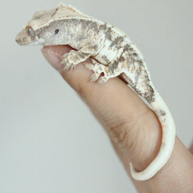 릴리100%헷아잔틱