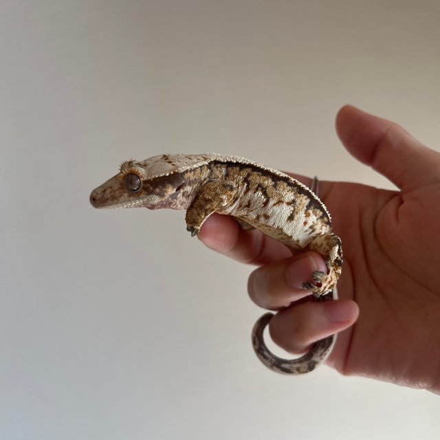 트라이 화이트스팟 화이트