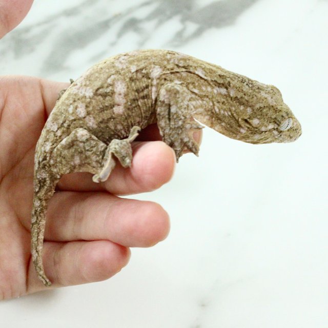 하이 컬러 파인아일랜드 누아나 노멀
