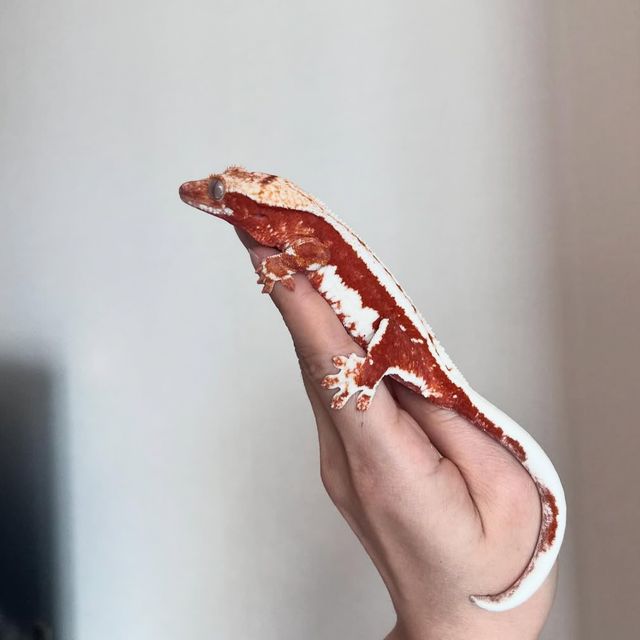 100%헷아잔틱 릴리화이트