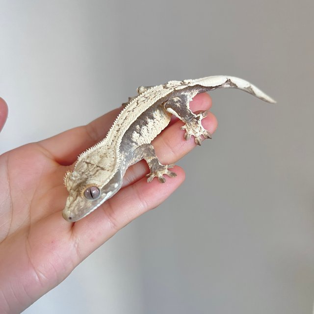 노멀 크림 쿼드