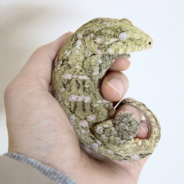 하이 컬러 파인아일랜드 노멀