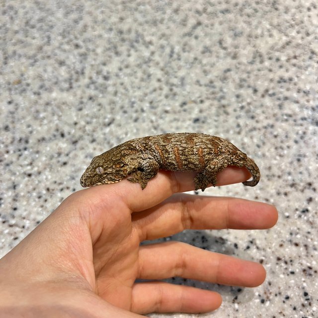 누아미 누아나 노멀