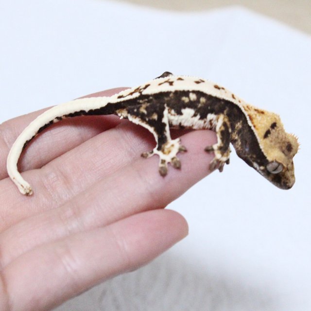 릴리100%헷아잔틱 다크