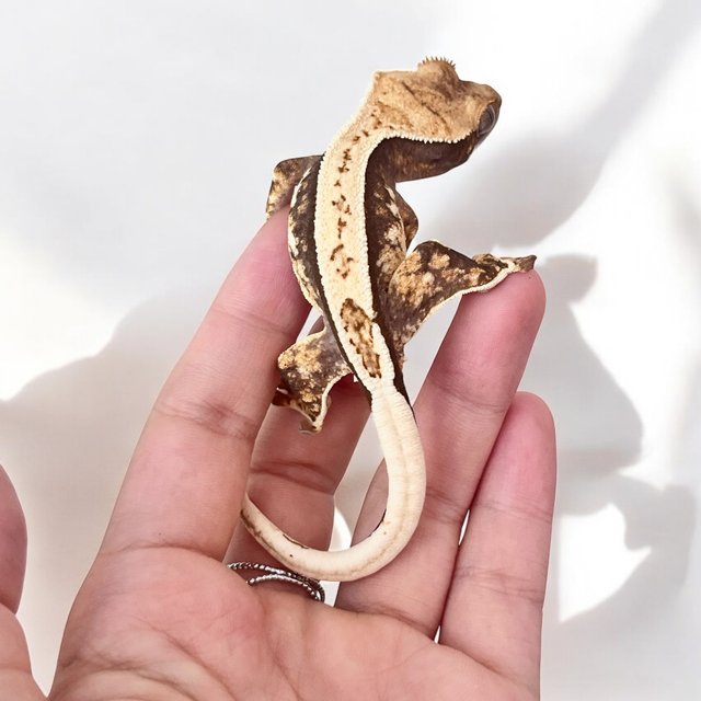 화이트스팟 쿼드 트라이