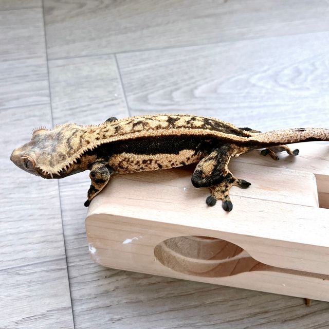 슈퍼스트라이프 다크 블랙