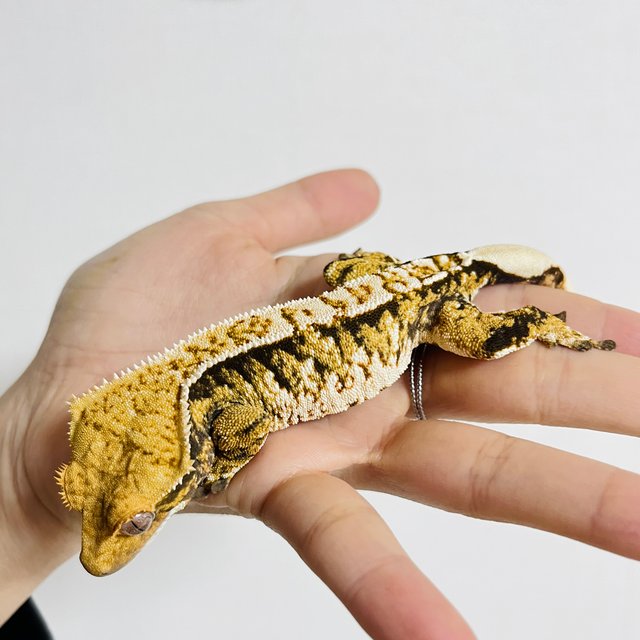 트라이 익스트림할리퀸 화이트스팟 화이트포트홀