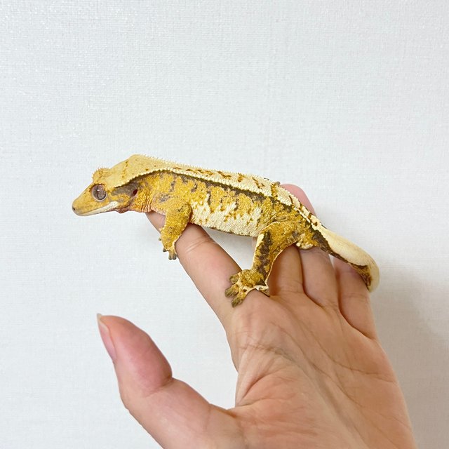 트라이 옐로우 화이트 익스트림할리퀸