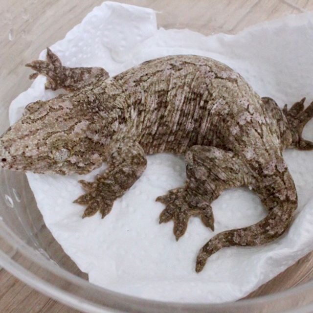 누아나 누아미 노멀 리핀리치스