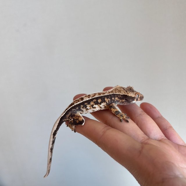 트라이 화이트포트홀