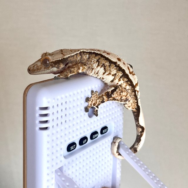 트라이 화이트스팟 화이트