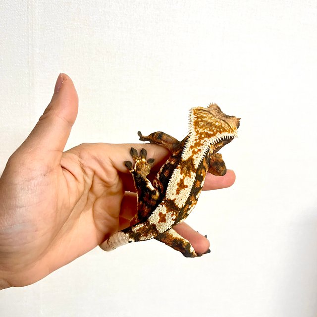 트라이 텐저린 화이트스팟