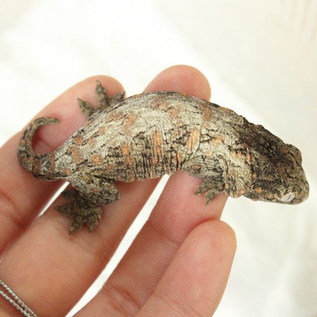 누아미 리핀리치스 브로쓰