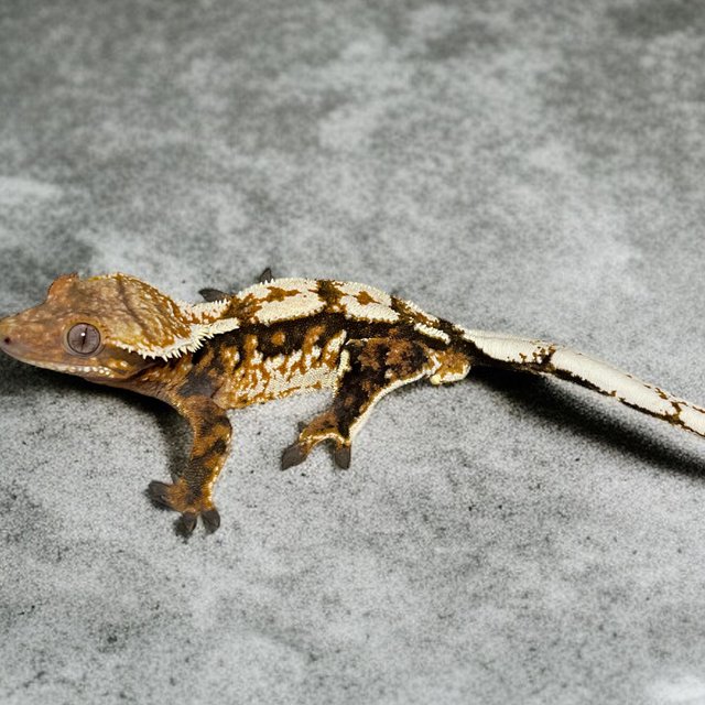 트라이 텐저린 화이트스팟