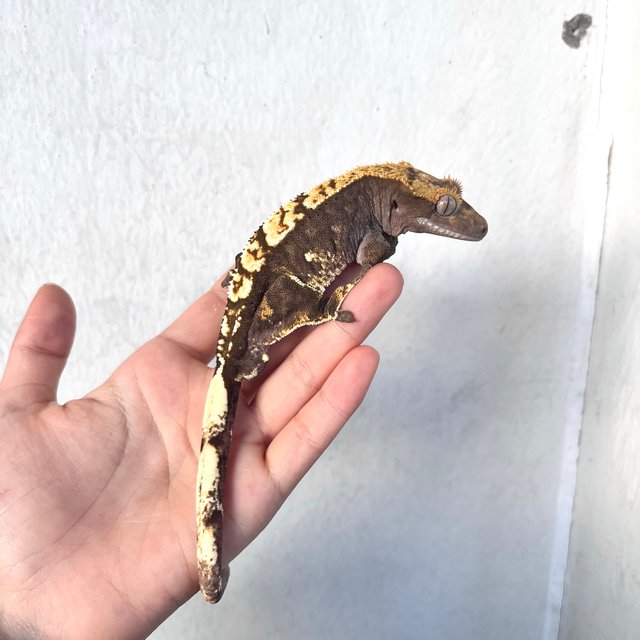 100%헷아잔틱 다크