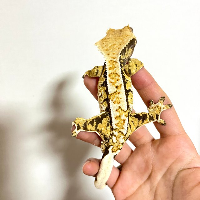 트라이 옐로우 화이트 익스트림할리퀸