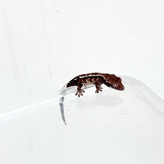 카푸치노 화이트스팟