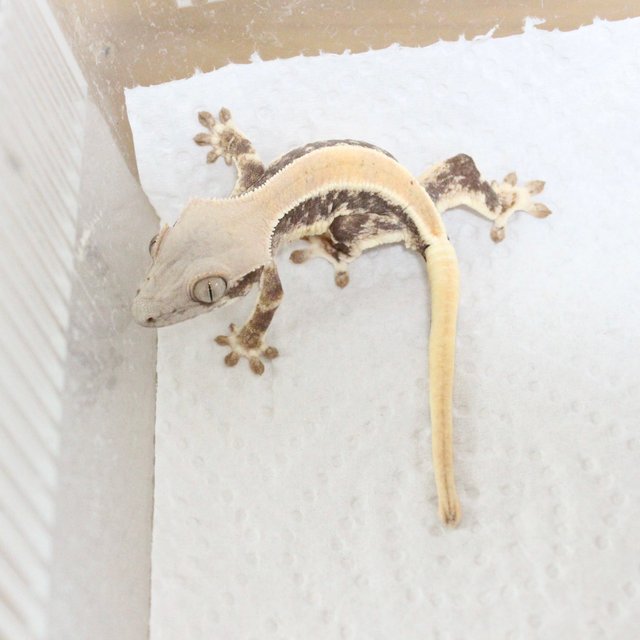 릴리화이트 솔리드백