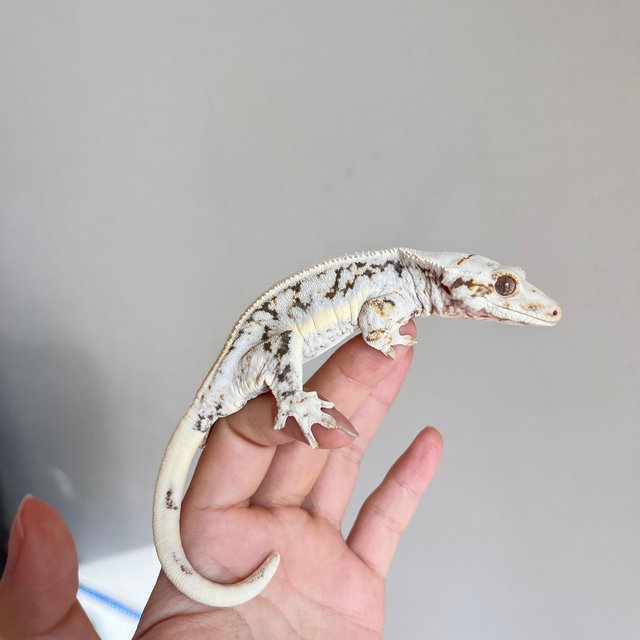 릴리화이트 솔리드백