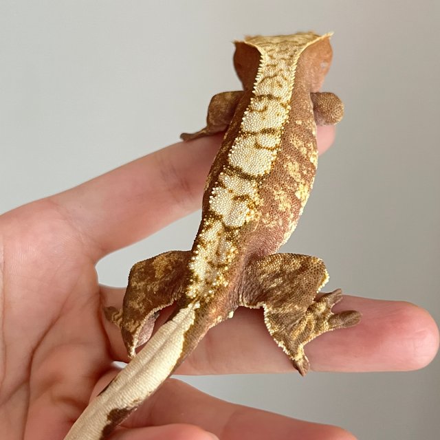 100%헷아잔틱 레드 익스트림할리퀸