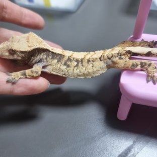 트라이 익스트림할리퀸 노멀